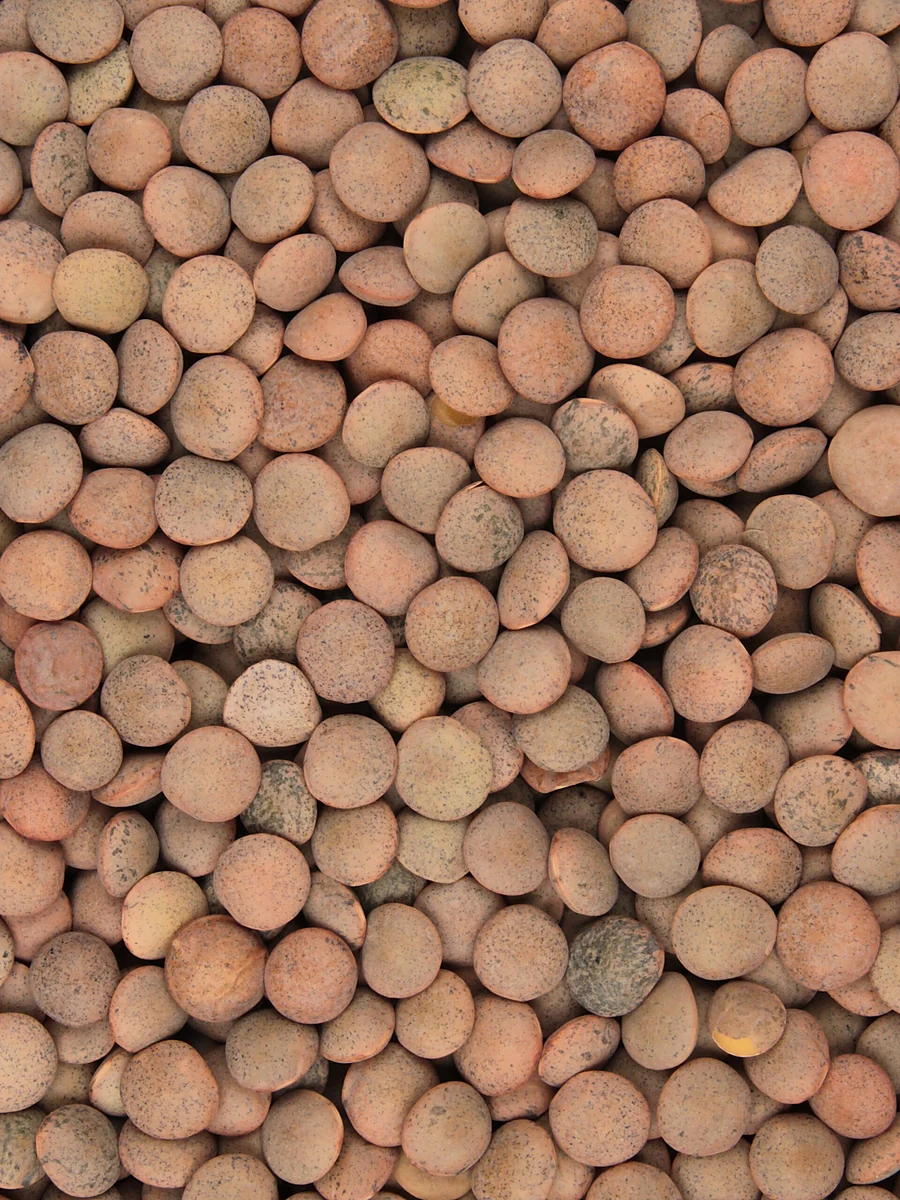 Lentils — Lentejas