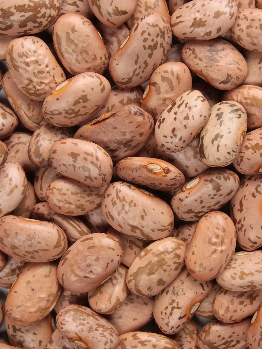 Pinto Beans — Frijol Pinto